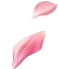 pngwing.com.png
