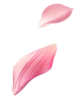 pngwing.com.png