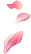 pngwing.com.png